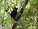 022 Indri male